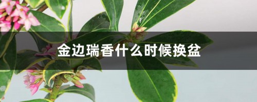 金边瑞香什么时候换盆