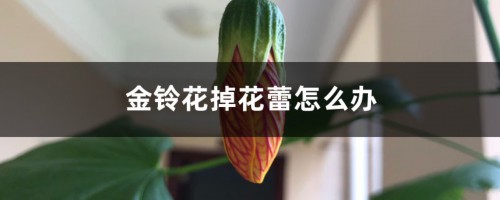 金铃花掉花蕾怎么办