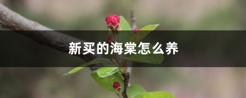 新买的海棠怎么养