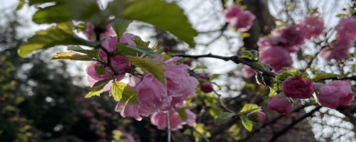 曲靖适合养什么花，市花和市树是什么