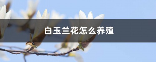 白玉兰花怎么养殖