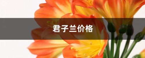 君子兰价格