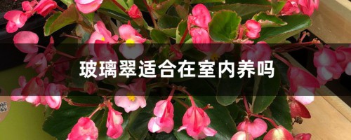 玻璃翠适合在室内养吗