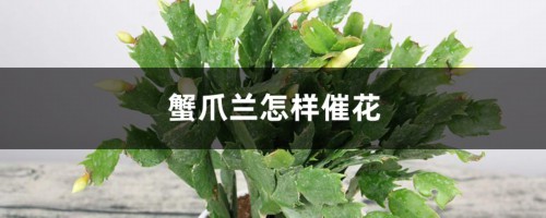 蟹爪兰怎样催花，花期有多长