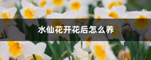 水仙花开花后怎么养