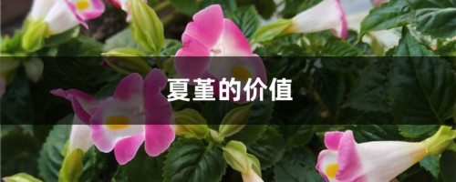 夏堇的价值