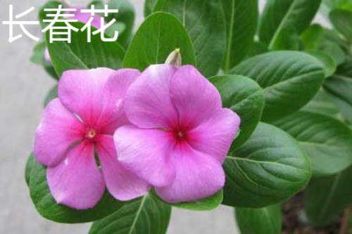 长春花1.jpg