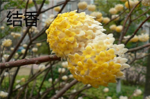 结香花