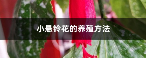 小悬铃花的养殖方法