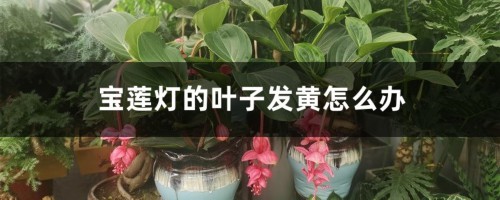 宝莲灯的叶子发黄怎么办