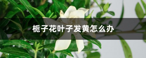 栀子花叶子发黄怎么办