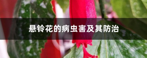 悬铃花的病虫害及其防治