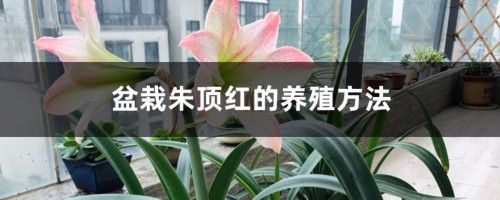 盆栽朱顶红的养殖方法