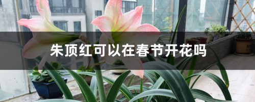 朱顶红可以在春节开花吗